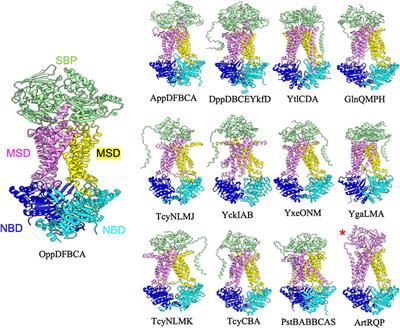 Genome wide structural prediction of ABC transporter systems in Bacillus subtilis